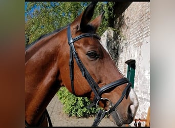 Weitere Warmblüter, Wallach, 23 Jahre, 158 cm, Brauner