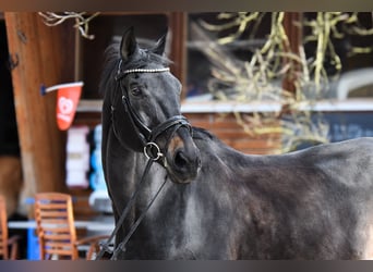 Weitere Warmblüter, Wallach, 23 Jahre, 165 cm, Dunkelbrauner