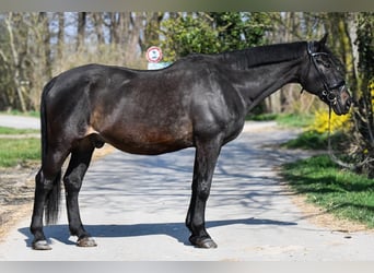 Weitere Warmblüter, Wallach, 23 Jahre, 165 cm, Dunkelbrauner