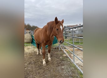 Weitere Warmblüter, Wallach, 26 Jahre, 160 cm, Rotfuchs
