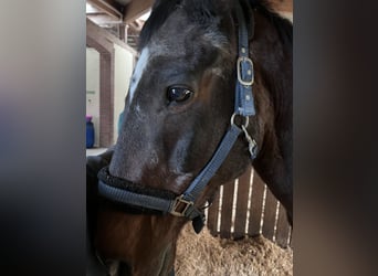 Weitere Warmblüter, Wallach, 27 Jahre, 168 cm, Brauner
