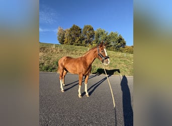 Weitere Warmblüter, Wallach, 2 Jahre, 160 cm, Fuchs