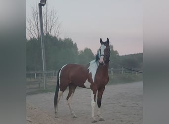 Weitere Warmblüter, Wallach, 2 Jahre, 160 cm, Tobiano-alle-Farben