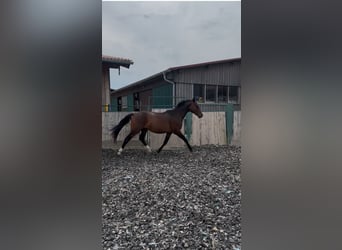 Weitere Warmblüter, Wallach, 2 Jahre, 165 cm, Brauner