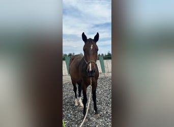 Weitere Warmblüter, Wallach, 2 Jahre, 165 cm, Brauner
