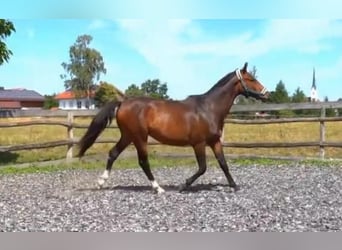 Weitere Warmblüter, Wallach, 2 Jahre, 168 cm, Brauner