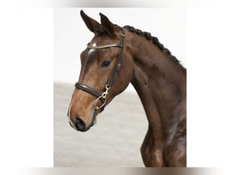 Weitere Warmblüter, Wallach, 2 Jahre, 168 cm, Brauner