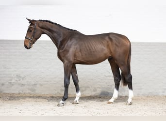 Weitere Warmblüter, Wallach, 2 Jahre, 168 cm, Brauner