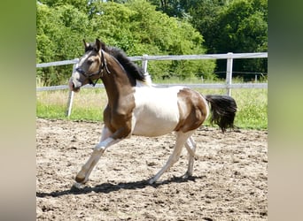 Weitere Warmblüter, Wallach, 2 Jahre, 168 cm, Schecke