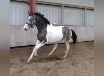 Weitere Warmblüter, Wallach, 2 Jahre, 168 cm, Schecke