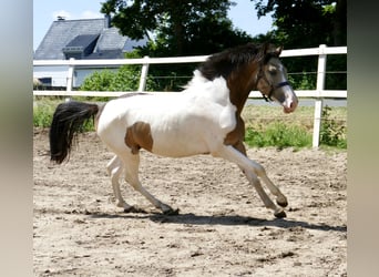 Weitere Warmblüter, Wallach, 2 Jahre, 168 cm, Schecke