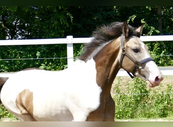 Weitere Warmblüter, Wallach, 2 Jahre, 168 cm, Schecke