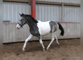 Weitere Warmblüter, Wallach, 2 Jahre, 168 cm, Schecke