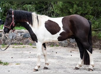 Weitere Warmblüter, Wallach, 3 Jahre, 144 cm, Schecke