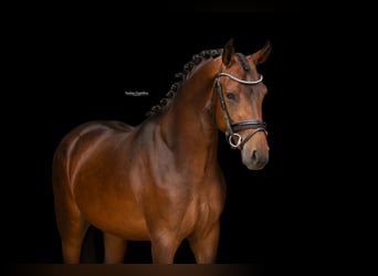 Weitere Warmblüter, Wallach, 3 Jahre, 145 cm, Dunkelbrauner