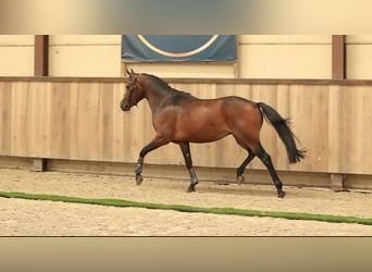 Weitere Warmblüter, Wallach, 3 Jahre, 145 cm, Dunkelbrauner