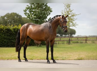 Weitere Warmblüter, Wallach, 3 Jahre, 147 cm, Brauner