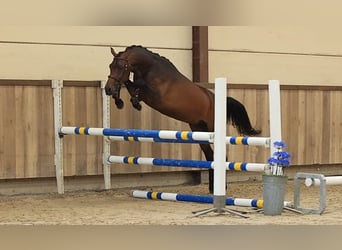 Weitere Warmblüter, Wallach, 3 Jahre, 147 cm, Brauner