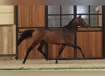 Weitere Warmblüter, Wallach, 3 Jahre, 147 cm, Brauner