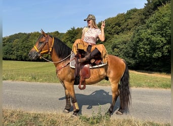 Weitere Warmblüter, Wallach, 3 Jahre, 151 cm, Brauner