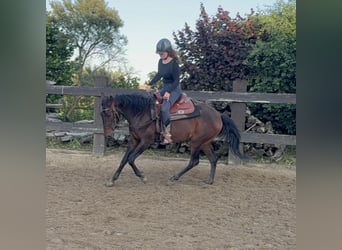 Weitere Warmblüter, Wallach, 3 Jahre, 155 cm, Brauner
