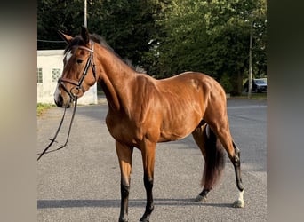 Weitere Warmblüter, Wallach, 3 Jahre, 155 cm, Brauner