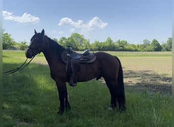 Weitere Warmblüter, Wallach, 3 Jahre, 155 cm, Dunkelbrauner