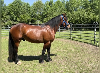 Weitere Warmblüter, Wallach, 3 Jahre, 155 cm, Dunkelbrauner