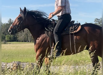 Weitere Warmblüter, Wallach, 3 Jahre, 155 cm, Dunkelbrauner