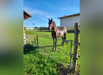 Weitere Warmblüter, Wallach, 3 Jahre, 155 cm, Rappe