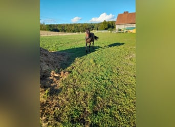 Weitere Warmblüter, Wallach, 3 Jahre, 155 cm, Rappe