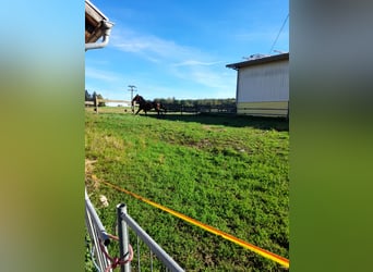 Weitere Warmblüter, Wallach, 3 Jahre, 155 cm, Rappe