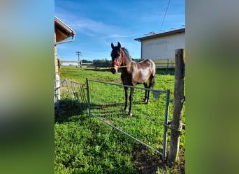 Weitere Warmblüter, Wallach, 3 Jahre, 155 cm, Rappe