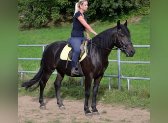Weitere Warmblüter Mix, Wallach, 3 Jahre, 155 cm, Schwarzbrauner