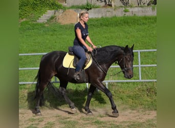 Weitere Warmblüter Mix, Wallach, 3 Jahre, 155 cm, Schwarzbrauner
