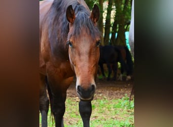 Weitere Warmblüter, Wallach, 3 Jahre, 157 cm, Brauner