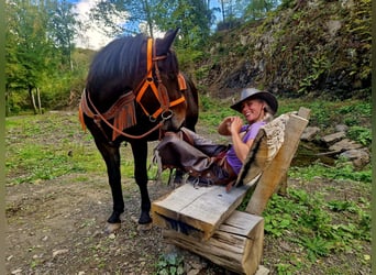 Weitere Warmblüter, Wallach, 3 Jahre, 157 cm, Dunkelbrauner