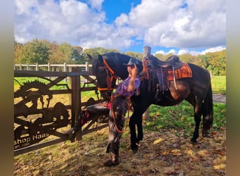 Weitere Warmblüter, Wallach, 3 Jahre, 157 cm, Dunkelbrauner