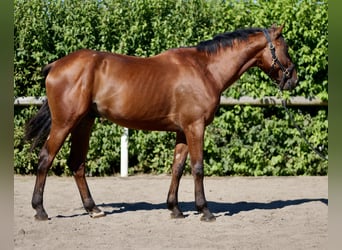 Weitere Warmblüter, Wallach, 3 Jahre, 158 cm, Brauner