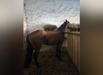 Weitere Warmblüter Mix, Wallach, 3 Jahre, 158 cm, Rotbrauner