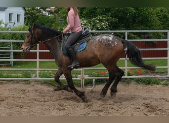 Weitere Warmblüter, Wallach, 3 Jahre, 158 cm, Tigerschecke