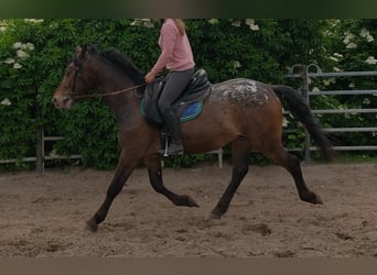 Weitere Warmblüter, Wallach, 3 Jahre, 158 cm, Tigerschecke