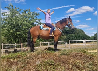 Weitere Warmblüter, Wallach, 3 Jahre, 159 cm, Brauner
