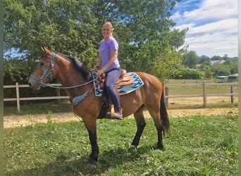 Weitere Warmblüter, Wallach, 3 Jahre, 159 cm, Brauner