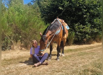 Weitere Warmblüter, Wallach, 3 Jahre, 159 cm, Brauner