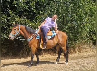 Weitere Warmblüter, Wallach, 3 Jahre, 159 cm, Brauner