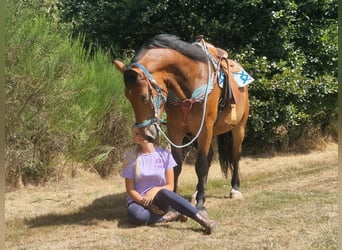 Weitere Warmblüter, Wallach, 3 Jahre, 159 cm, Brauner
