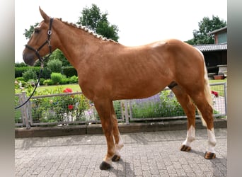 Weitere Warmblüter Mix, Wallach, 3 Jahre, 160 cm, Palomino