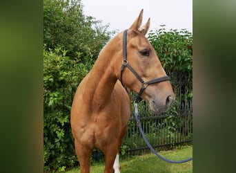 Weitere Warmblüter Mix, Wallach, 3 Jahre, 160 cm, Palomino
