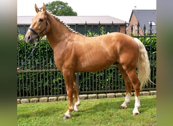Weitere Warmblüter Mix, Wallach, 3 Jahre, 160 cm, Palomino